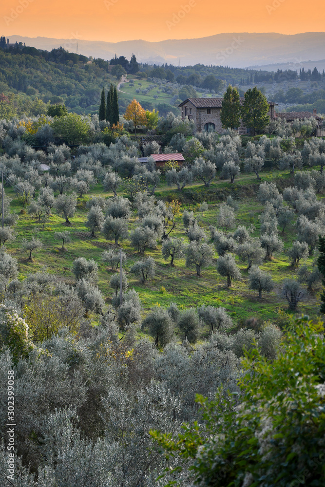 Tuscan landscape at sunset with olive trees in tuscany. Italy.