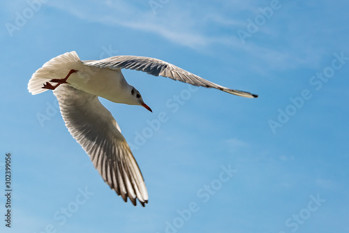 Seagull in flight against blue sky.