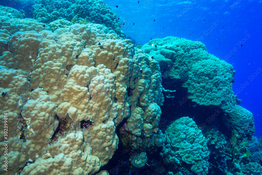 Fototapeta premium Coral Reef at the Red Sea Egypt