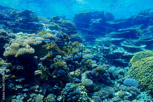 Fototapeta Naklejka Na Ścianę i Meble -  Coral Reef at the Red Sea Egypt