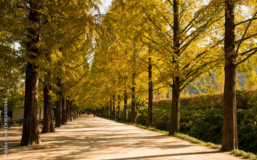 Naklejka premium 가을에만 볼 수잇는 노란 은행나무 길