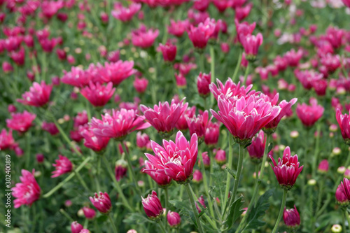 Dendranthemum grandifflora flowers in the garden