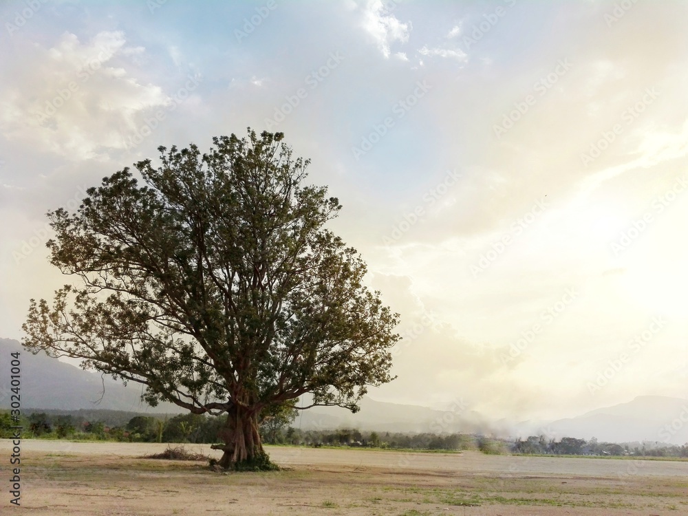 tree in the field tree in the field