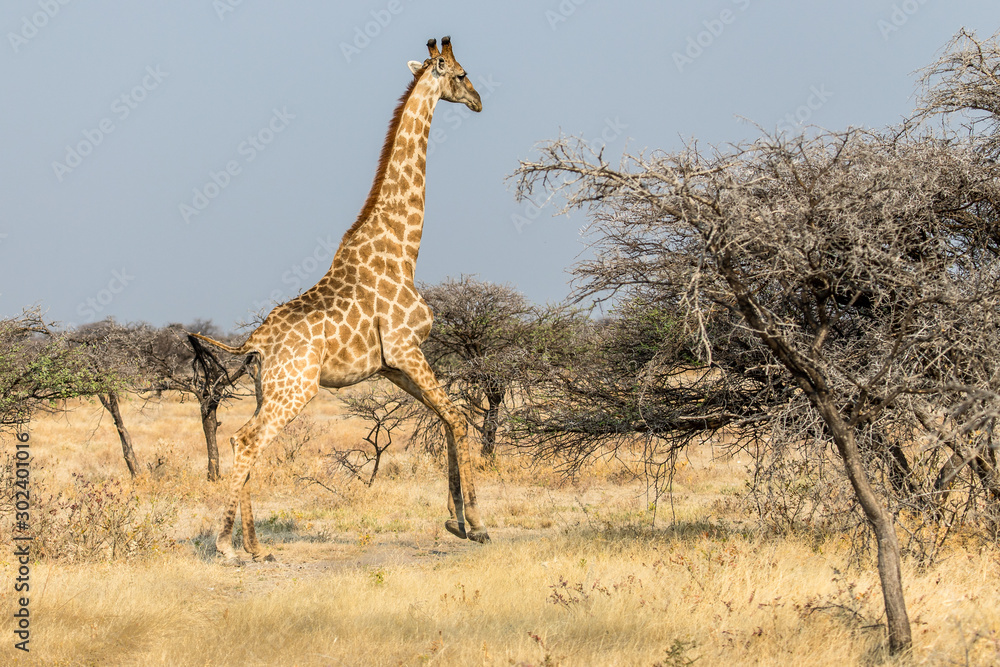 Fototapeta premium giraffe running in the savannah in Etosha National Park in Namibia