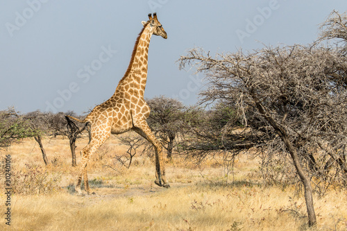 giraffe running in the savannah in Etosha National Park in Namibia