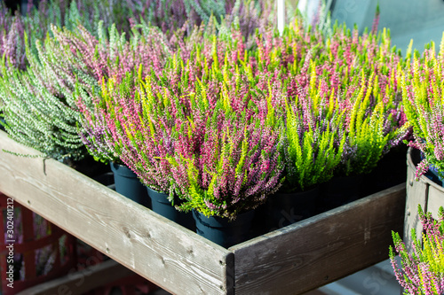 Blooming Heather Calluna in pots, pink flowers on a heather bush in a wooden container of a flower shop. heather in a flower pot