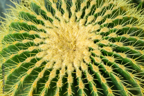 Echinocactus grusonii close-up  backdrop background texture. Succulent plant Echinocactus family Cactaceae. Large round stalk of cactus with solid yellow spines