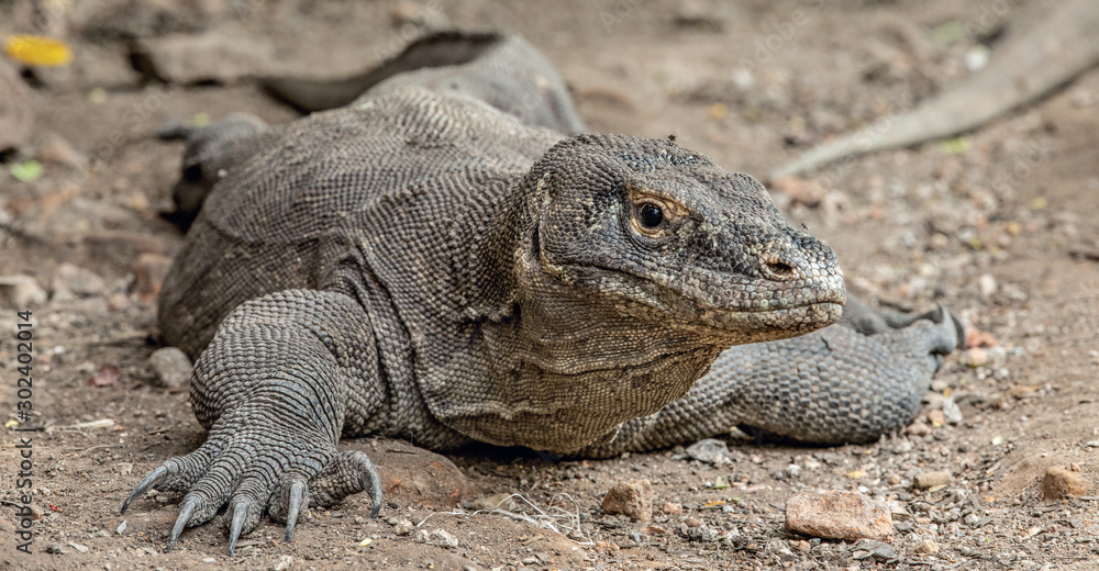 The Komodo dragon. Front view, close up. Scientific name: Varanus komodoensis. Indonesia.