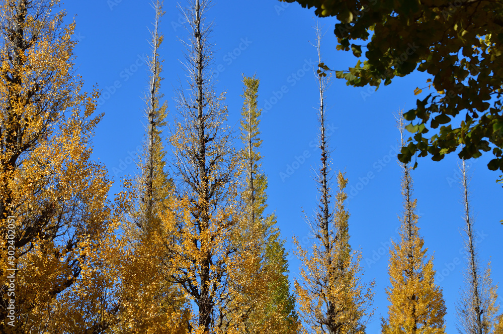 Obraz premium 青空を背景にして、黄葉したイチョウの樹の並木の梢を撮影した写真