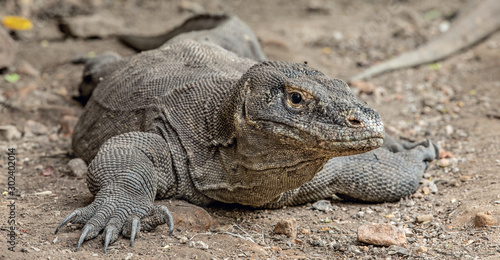 The Komodo dragon. Front view  close up. Scientific name  Varanus komodoensis. Indonesia.