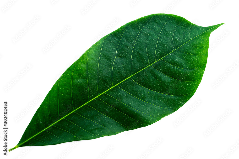Obraz premium Green leaves isolated on a white background, rubber leaves in Thailand.