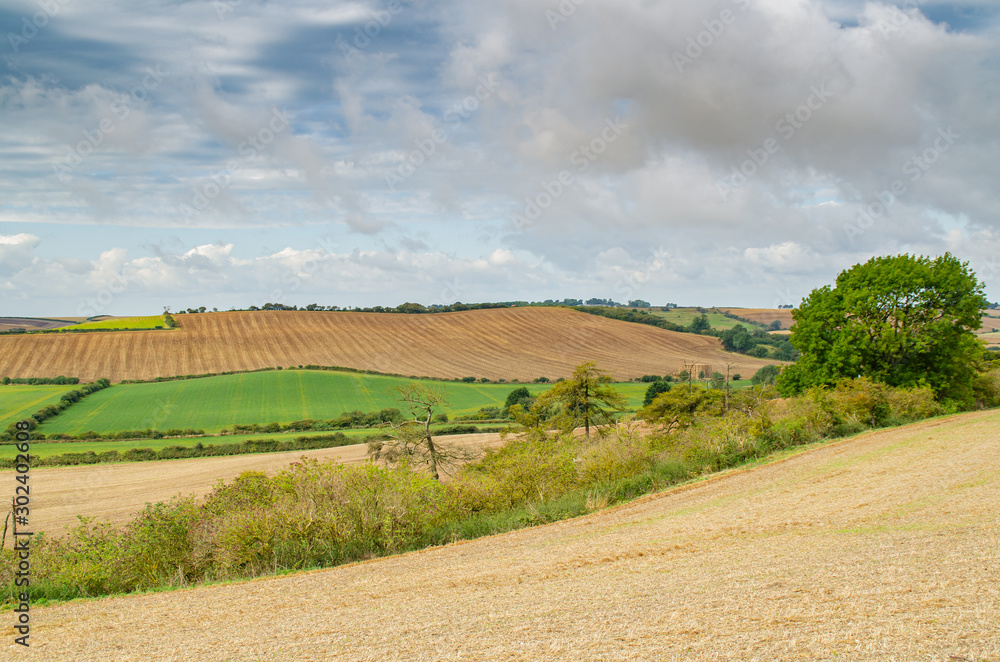 rural landscape with wheat field and blue sky rural landscape with wheat field and blue sky
