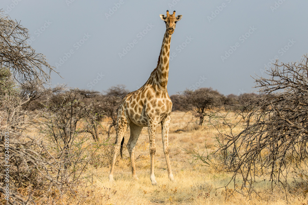 Obraz premium giraffe running in the savannah in Etosha National Park in Namibia
