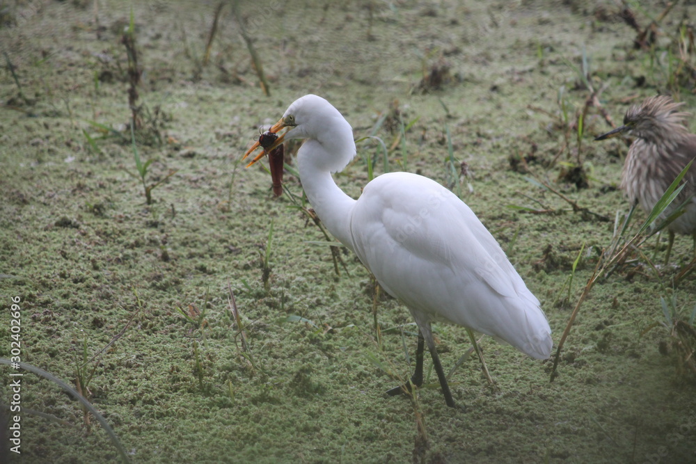 Naklejka premium Migratory birds hunt for there food