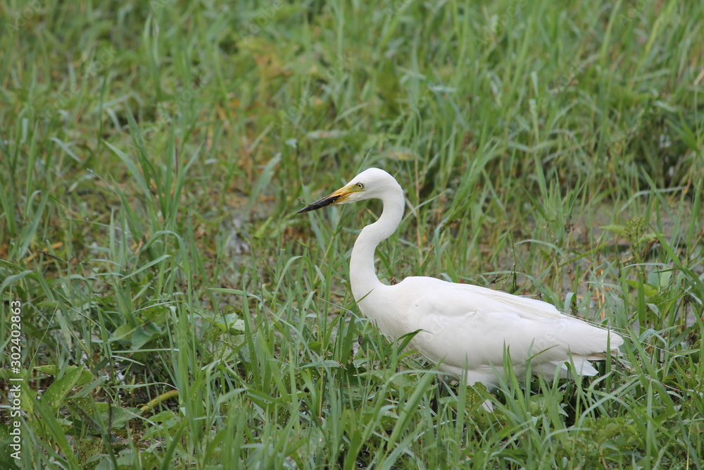 Migratory birds hunt for there food Migratory birds hunt for there food