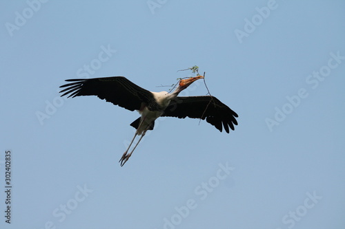 Migratory birds colecting nest material