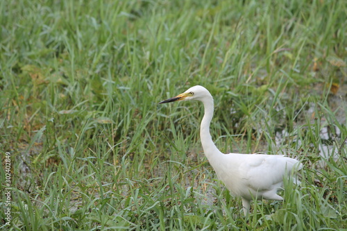 Migratory birds hunt for there food