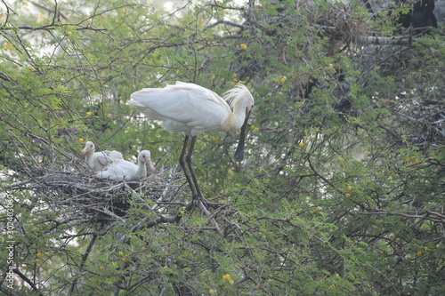 Migratory birds with there family