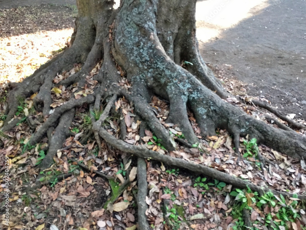 I was surprised by the trees in the park. I don't usually go to the park, so I'm thrilled to see nature in the neighborhood. I was surprised by the trees in the park. I don't usually go to the park, so I'm thrilled to see nature in the neighborhood.