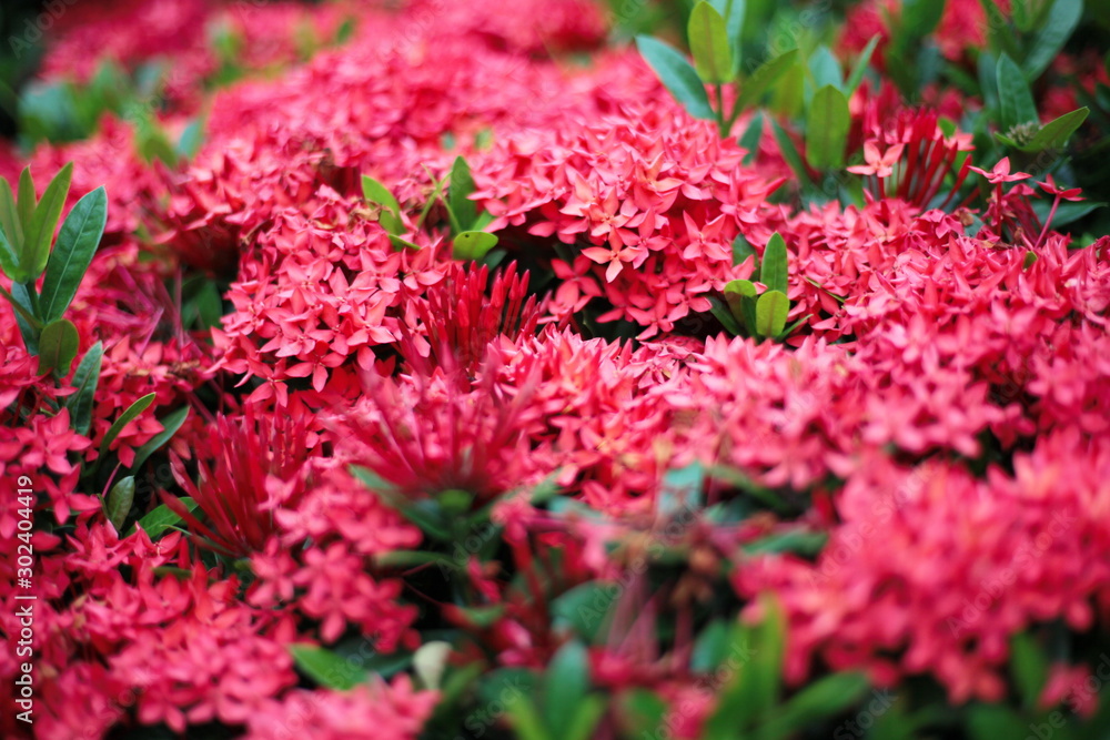 Red needle flowers in the morning sunlight. Red needle flowers in the morning sunlight.