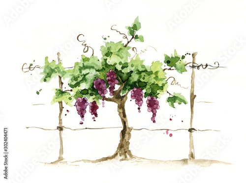 Vineyard / Grape on the trellis, watercolor illustration photo