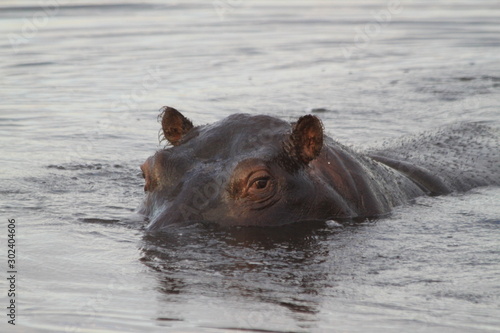 Regard d'Hippo