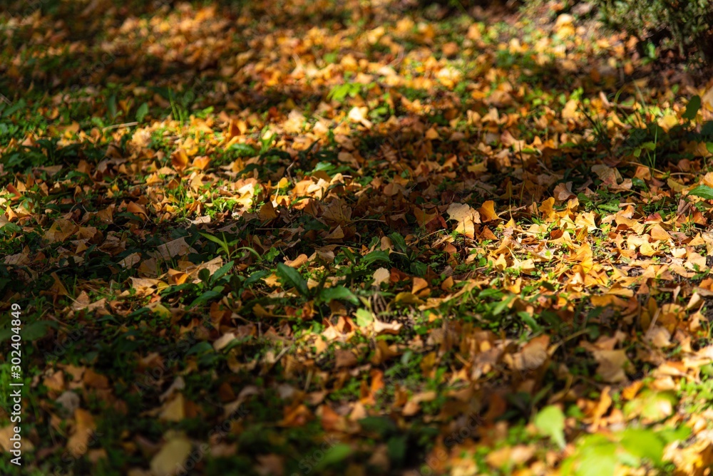 紅葉したイチョウの木 紅葉したイチョウの木