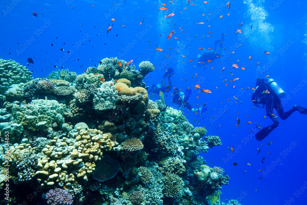 Coral Reef at the Red Sea Egypt