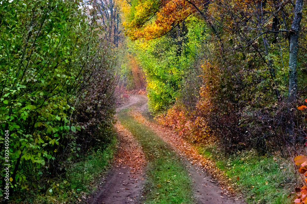 Fototapeta premium Autumn road in the forest covered with yellow foliage.