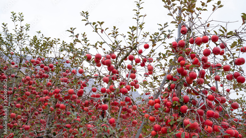 붉은 사과가 주렁주렁 열린 과수원의 가을