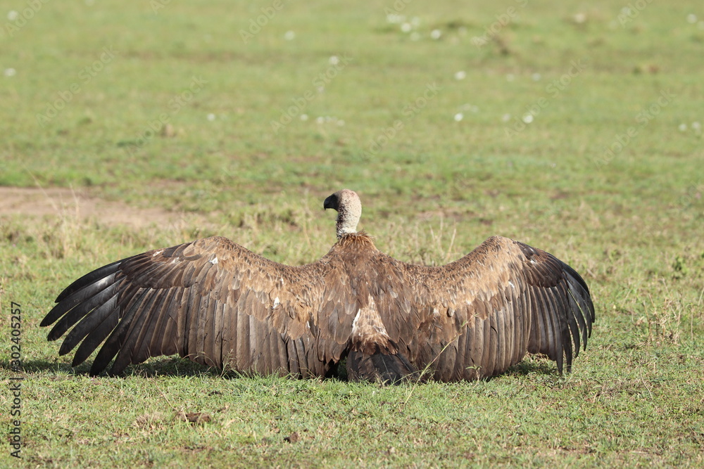 Vulture with wings open. Vulture with wings open.