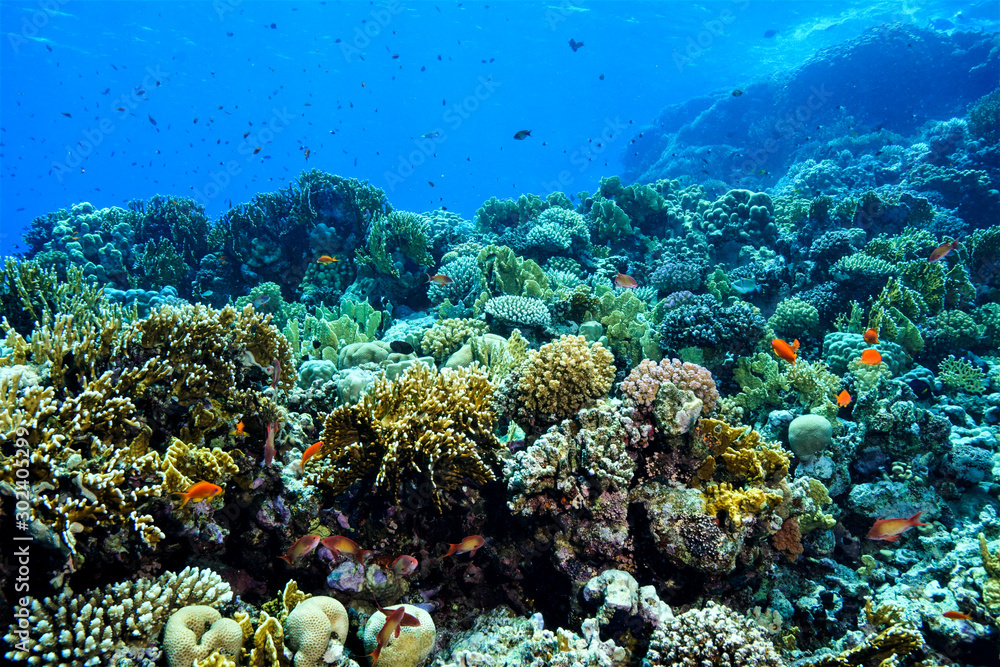Fototapeta premium Coral Reef at the Red Sea Egypt