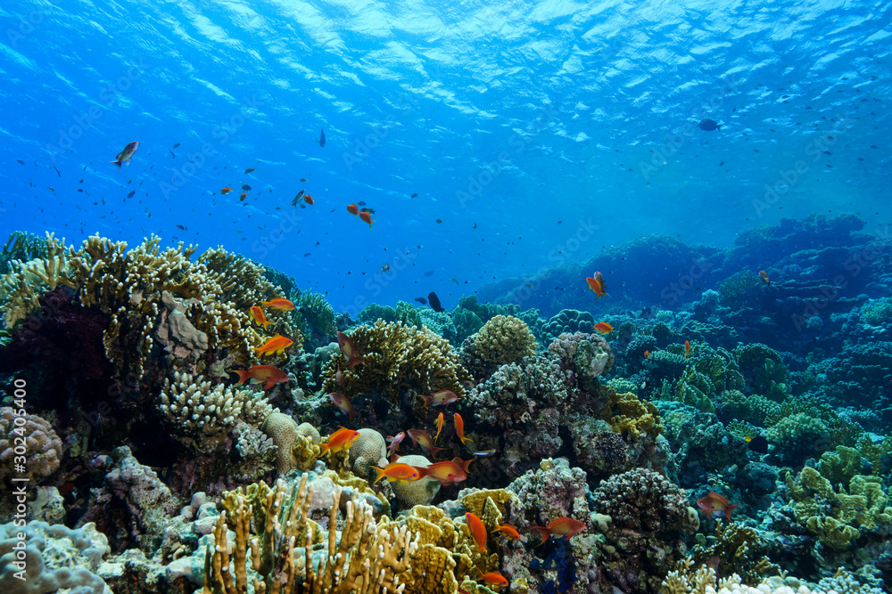 Fototapeta premium Coral Reef at the Red Sea Egypt
