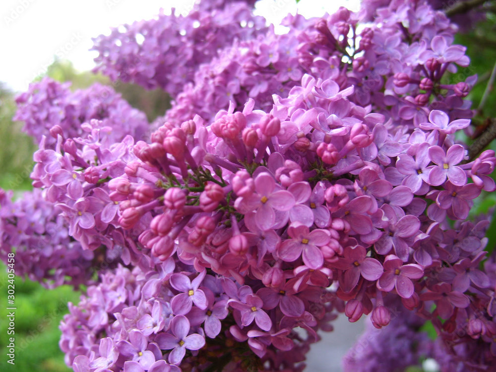 Purple lilac Purple lilac