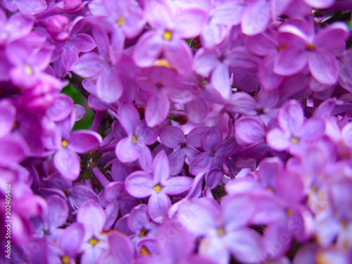 Purple lilac