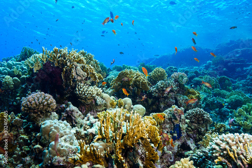Coral Reef at the Red Sea Egypt © Mina Ryad