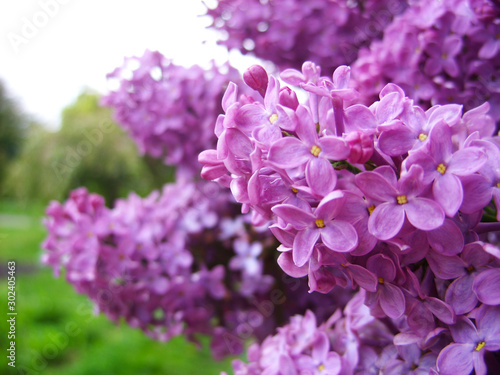 Purple lilac