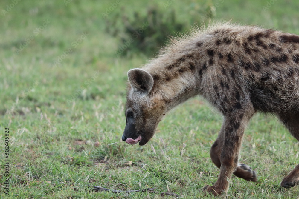 Young spotted hyena.