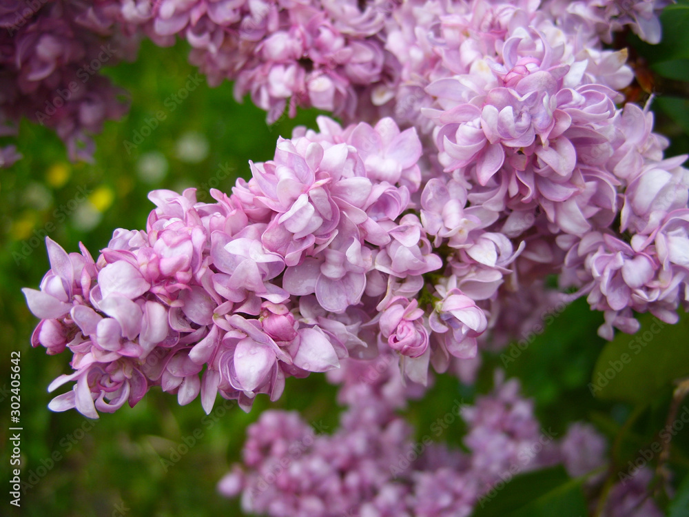 Purple lilac Purple lilac