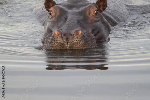 Regard d'hippo