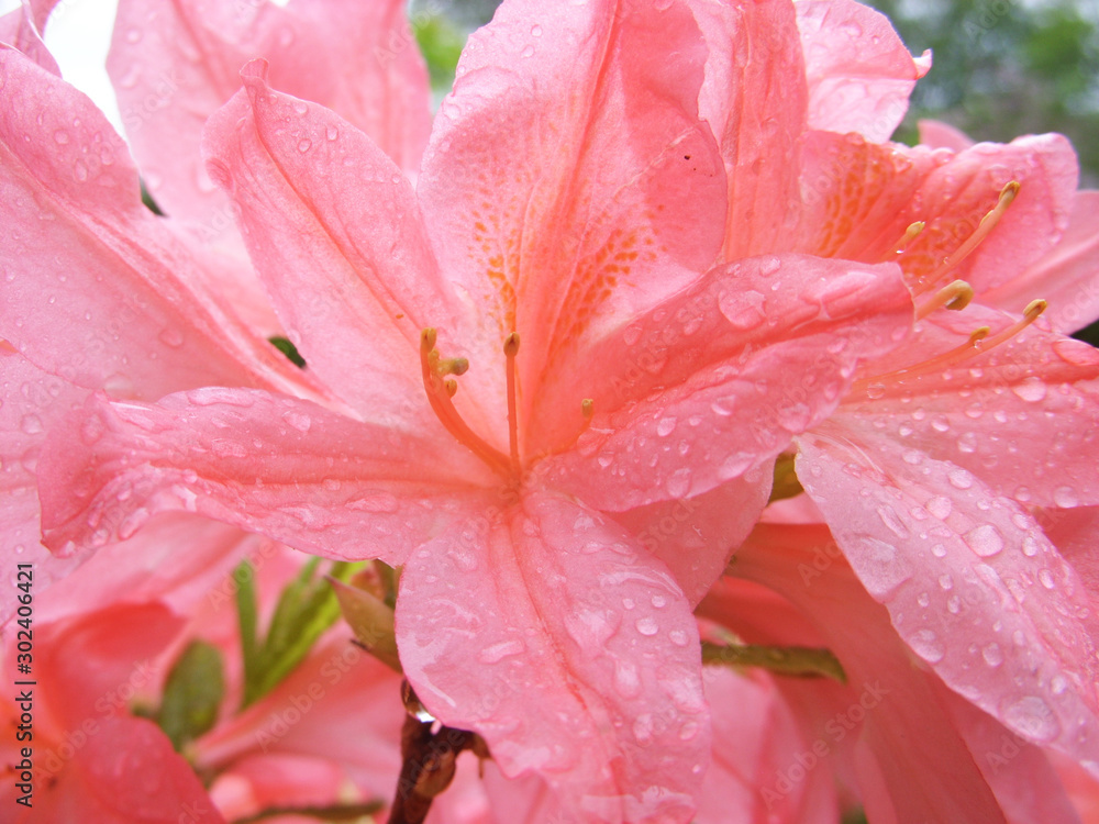 Pink azalea after rain