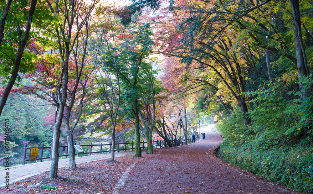 단풍이 아름다운 가을 길 Stock Photo | Adobe Stock