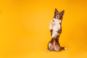 Red and white border collie on yellow background
