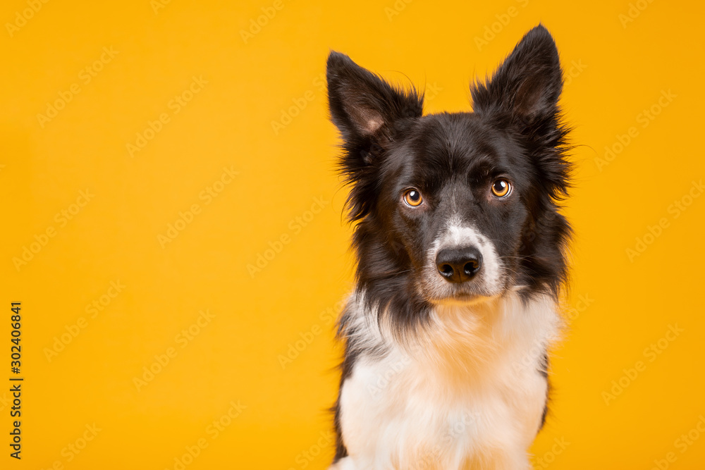 Black and white border collie dog on yellow background