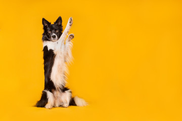 Black and white border collie dog on yellow background