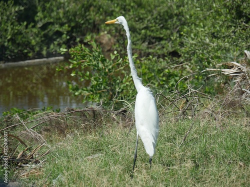 White egret scourting for food at a swampy area