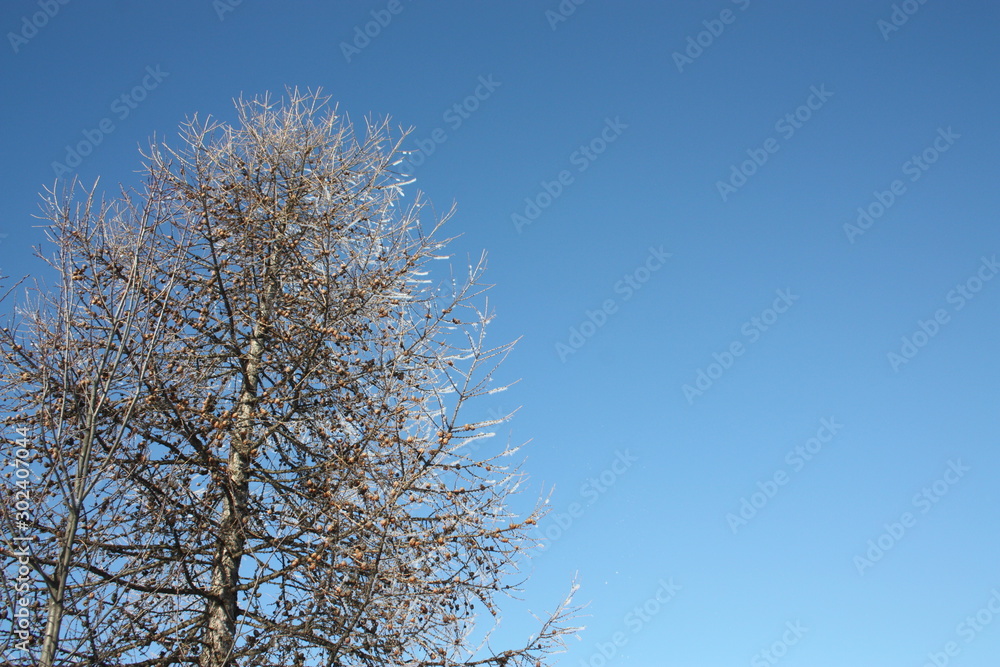 branches of a tree against blue sky branches of a tree against blue sky