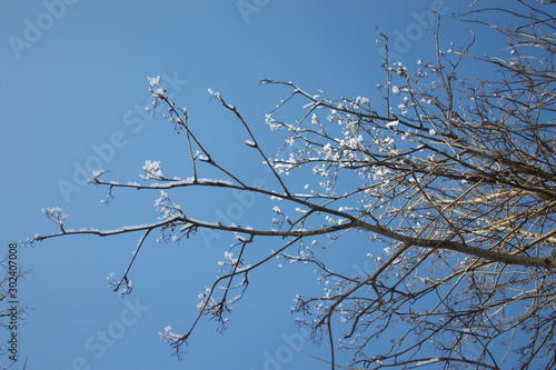 branches of a tree