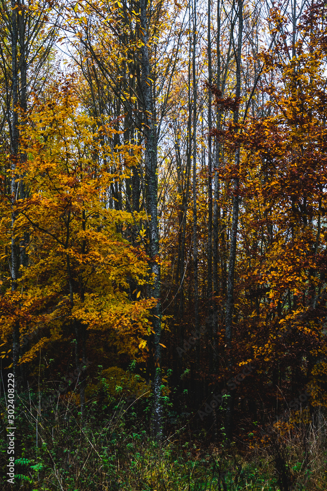 herbstlicher Wald mit Laubbäumen