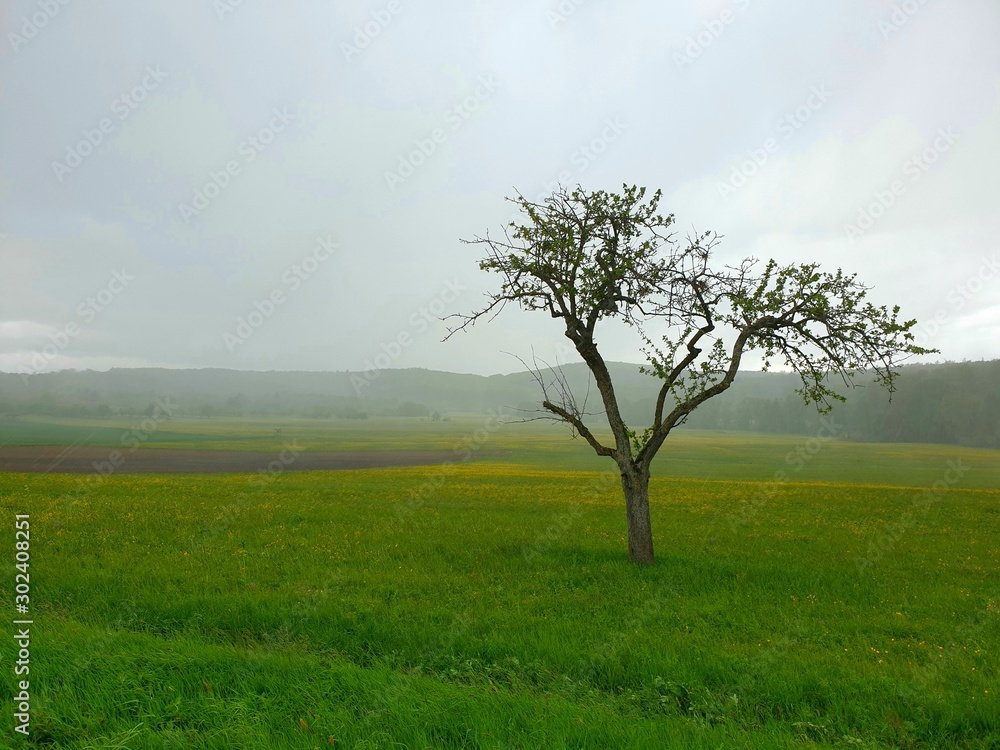 Obraz premium tree in the field